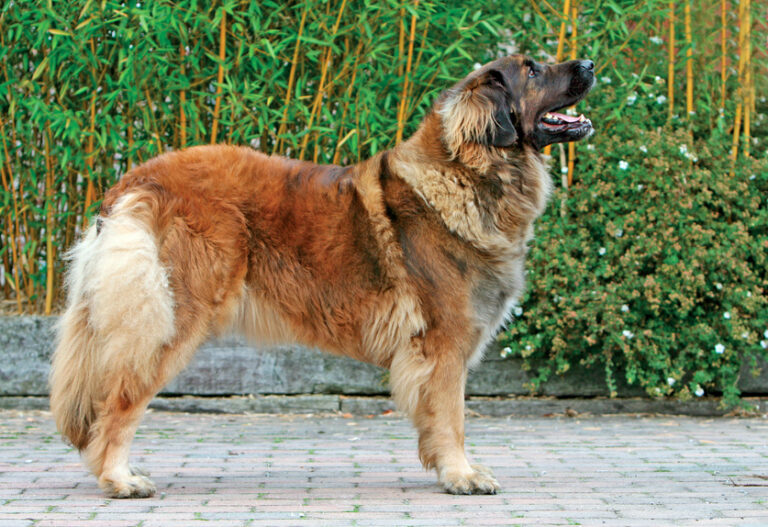 Typický leonberger