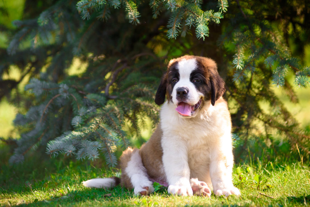 Bernardýn – štěně na trávníku