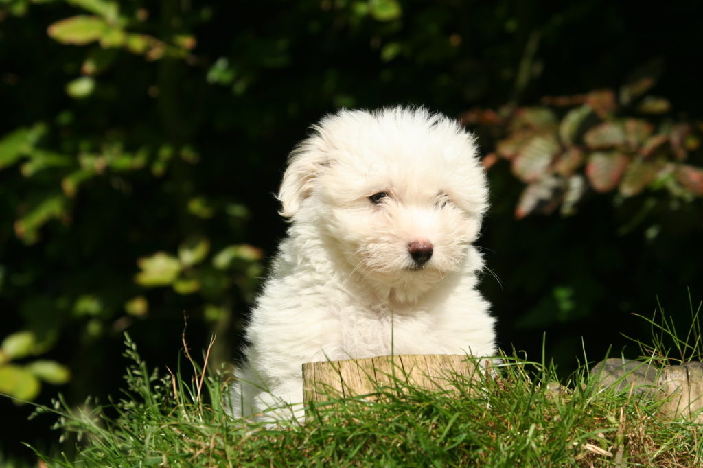 Coton de Tuléar – štěně