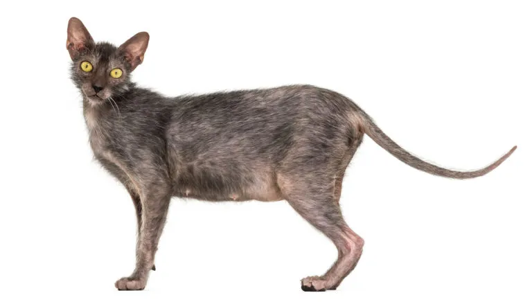 Lykoi (kočka vlkodlak)