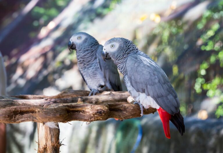 Dva papoušci žako sedí na větvi
