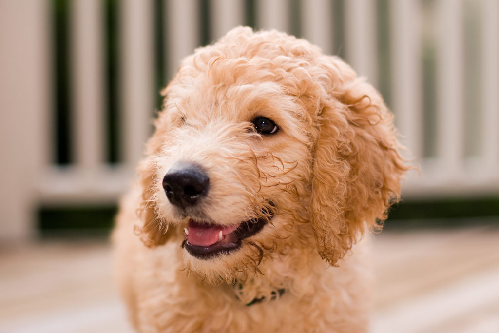 Labradoodle – štěně