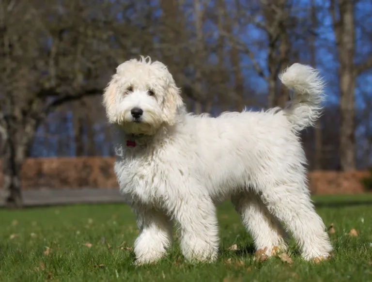 Labradoodle na trávníků