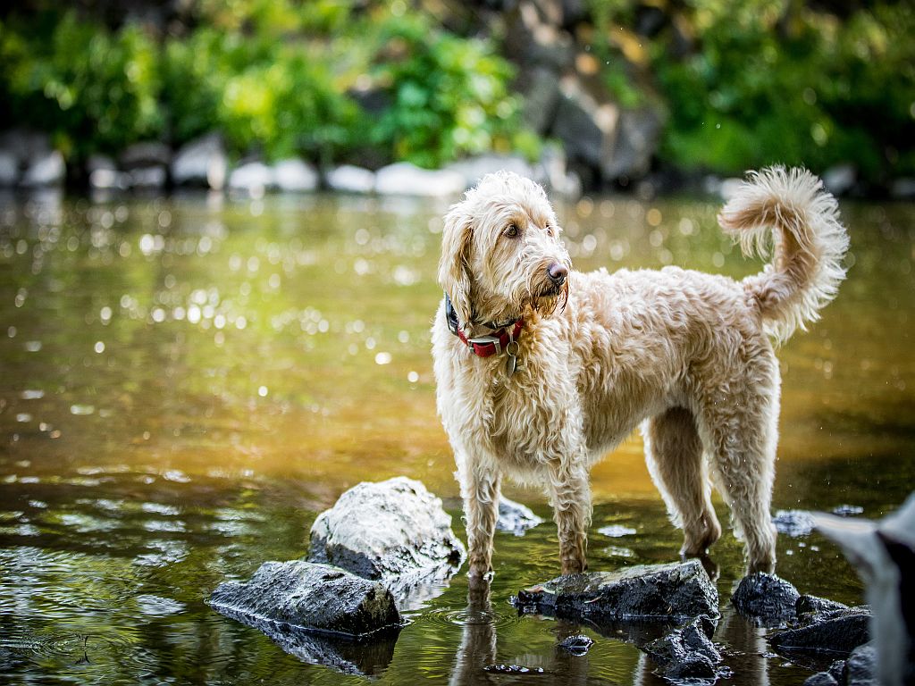 Labradoodle ve vodě