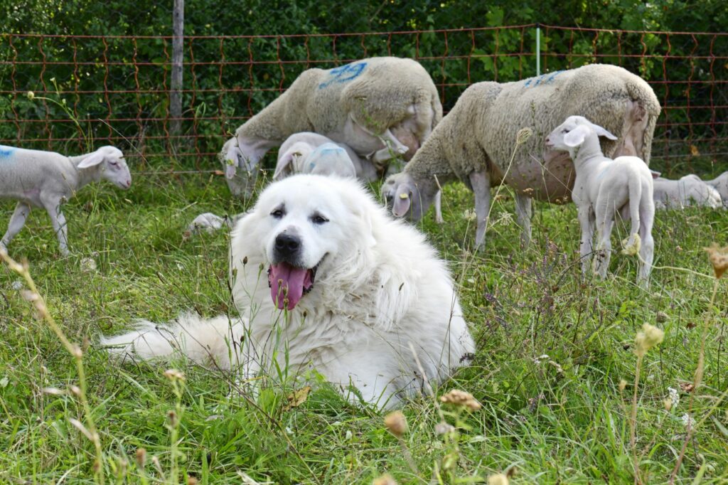 Pyrenejský horský pes hlídá ovce