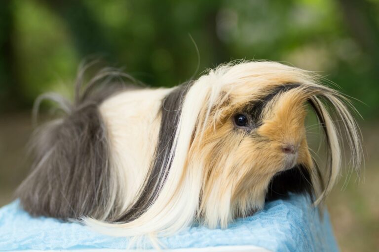 Ein Peruaner Meerschweinchen sitzt draußen auf einem Handtuch