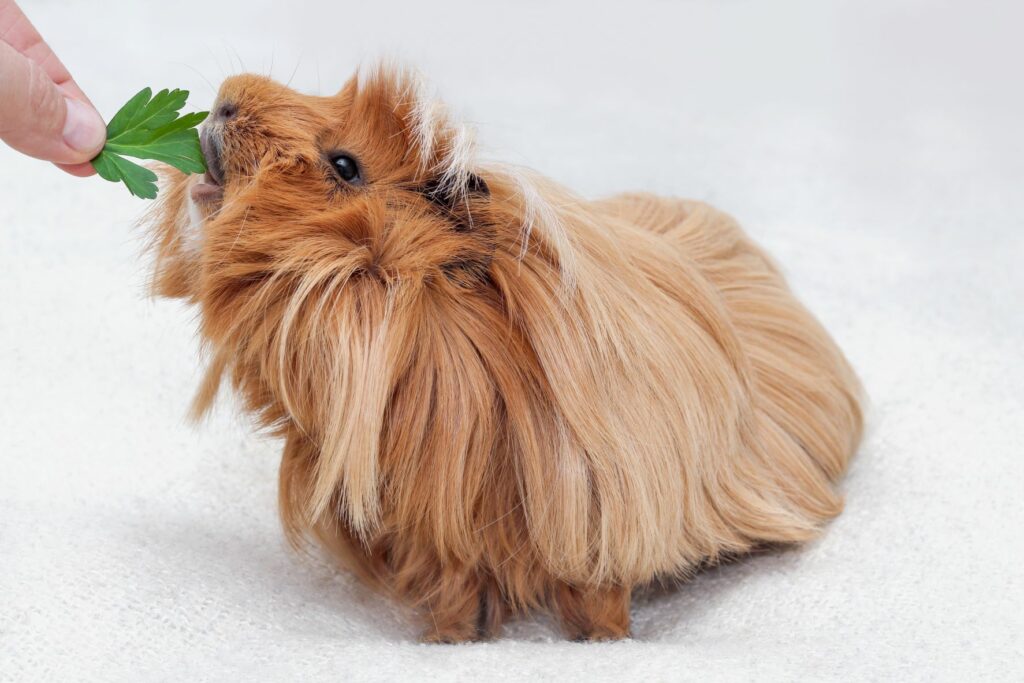Ein Peruaner Meerschweinchen wird mit einem Blatt Petersilie gefüttert