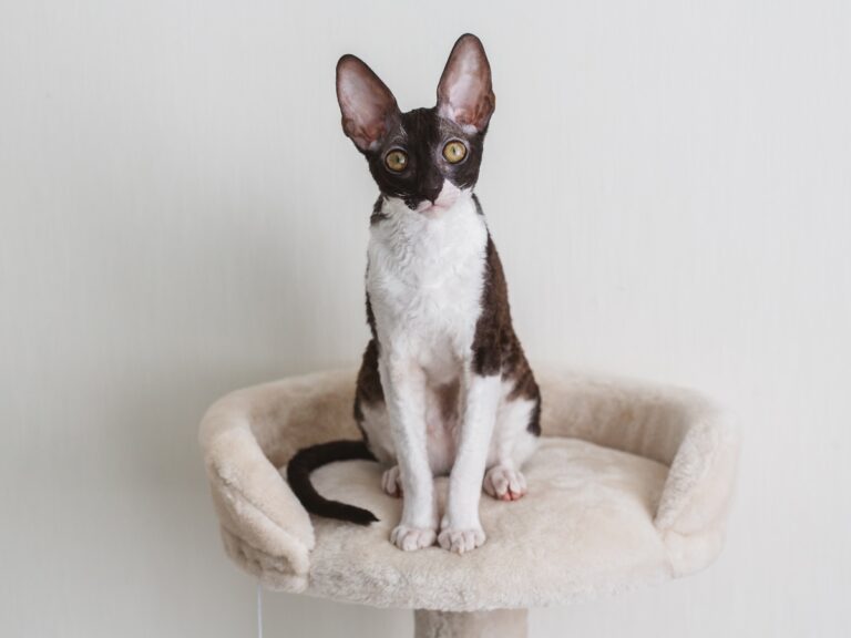 Cornish rex na škrabadle