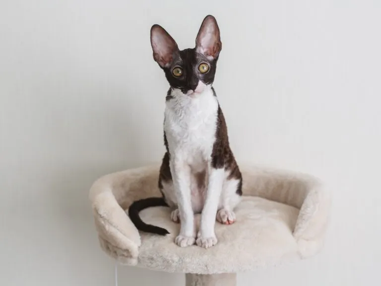 Cornish rex na škrabadle
