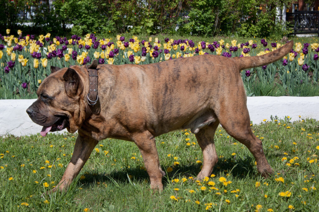 Kanárská doga (presa canario) na trávníku