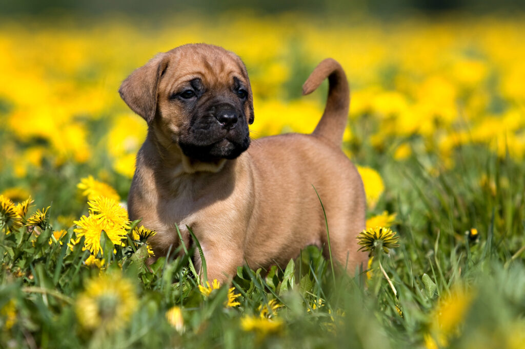 Kanárská doga (presa canario) - štěně