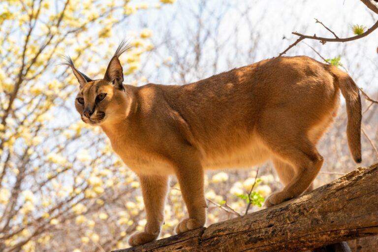 Karakal v Namibii