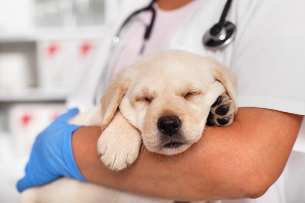 Štěně u veterináře Štěně u veterináře