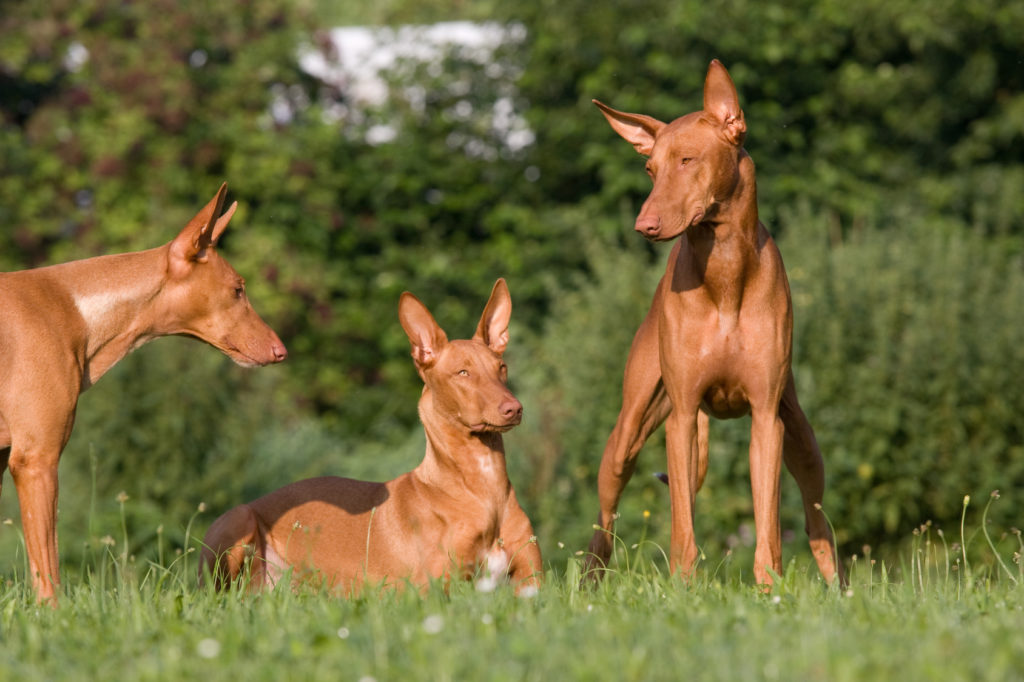 Tři faraónští psi