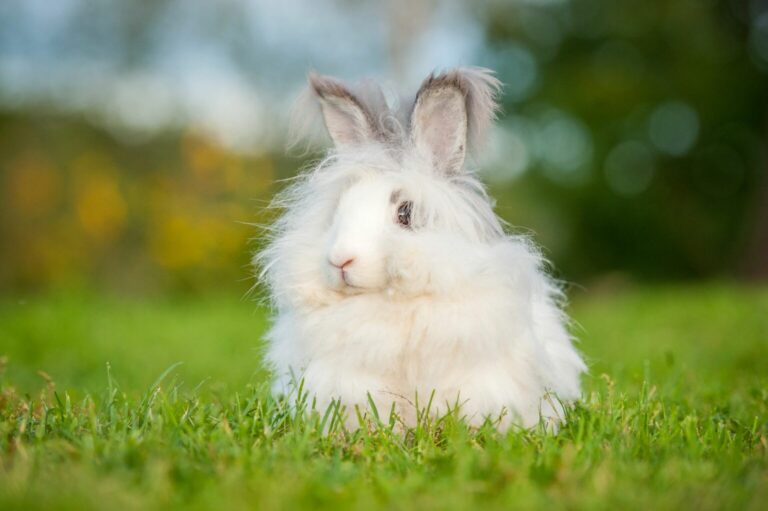 Angolský králík - bílý