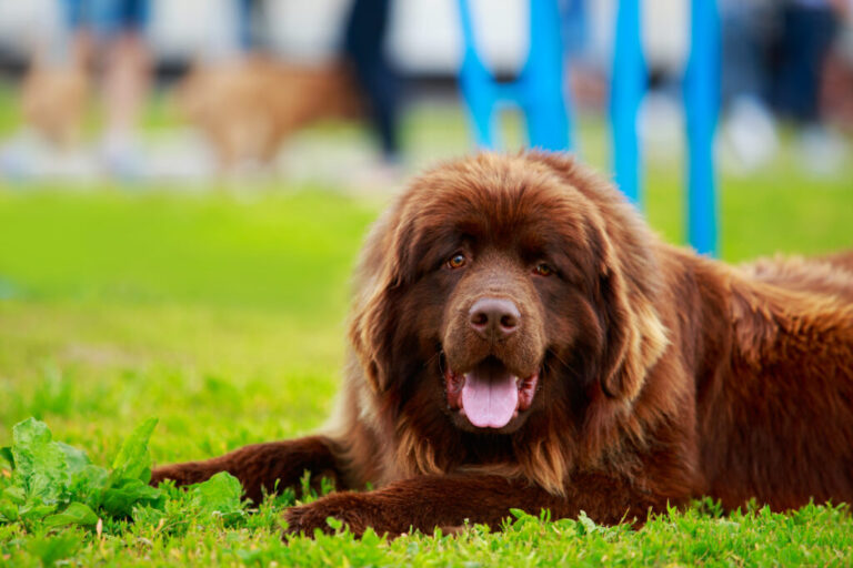 Hnědý novofundlandský pes leží na trávě