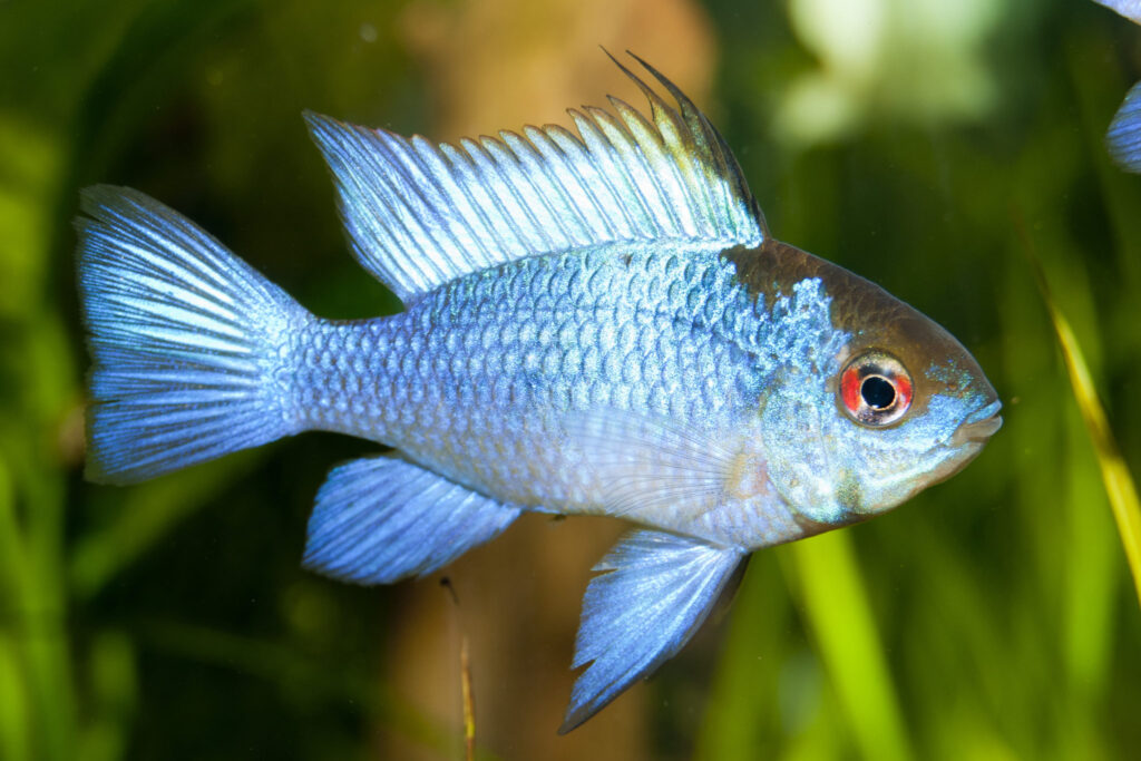 Motýl cichlid - modrý