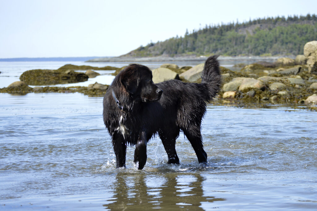 Novofundlandský pes stojí ve vodě