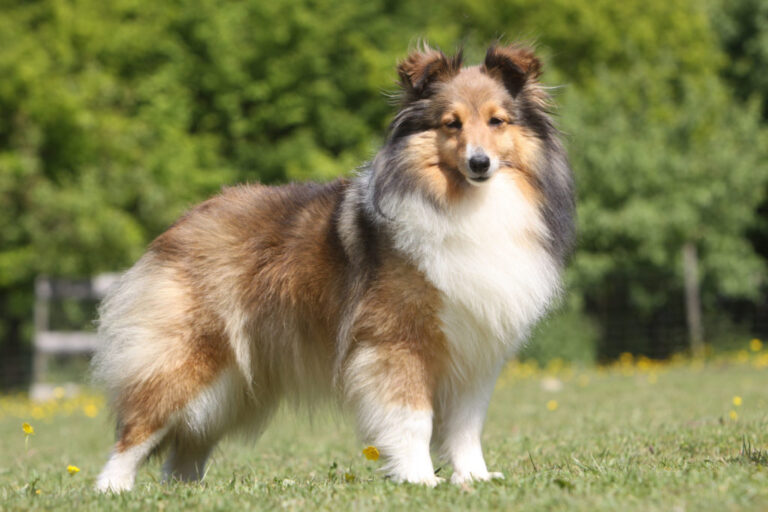 Sheltie