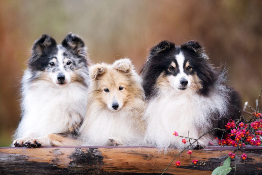 Tři sheltie