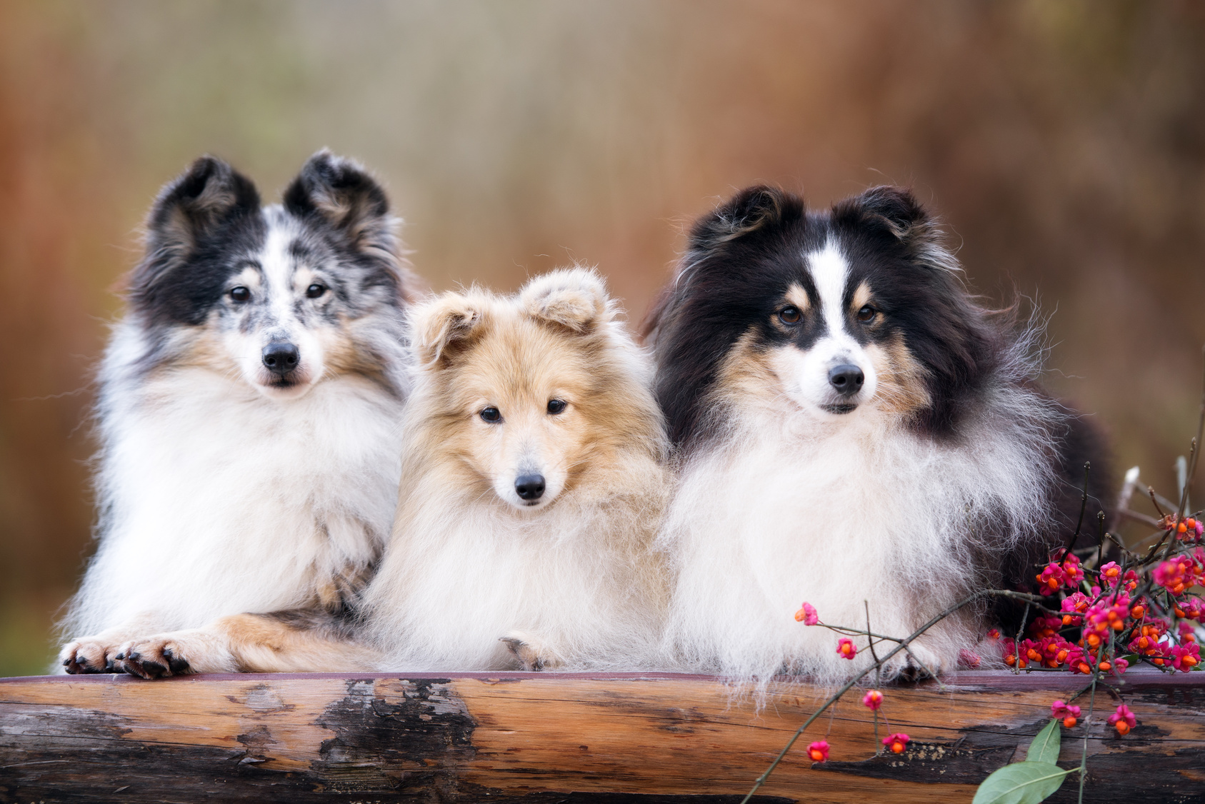 Tři sheltie