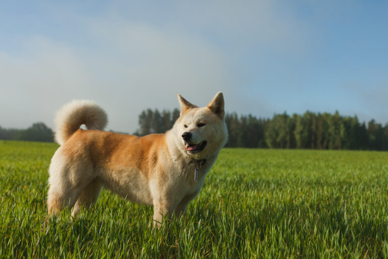 Akita inu na louce