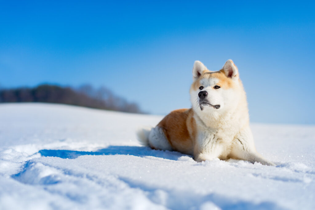 Akita inu na sněhu