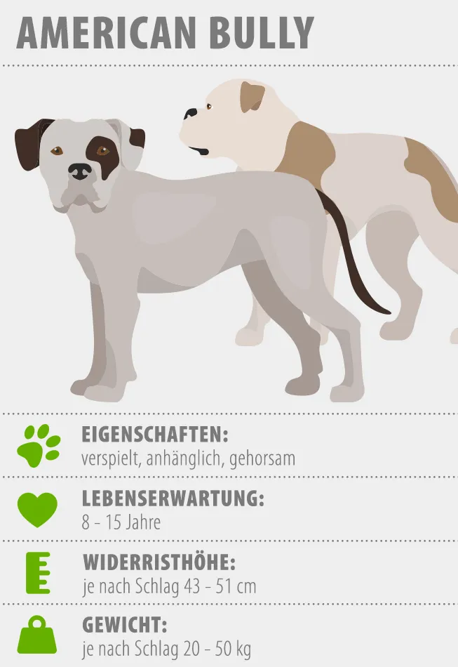 American bully - infografika