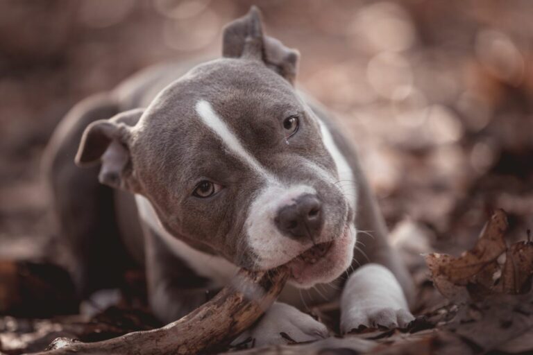 American bully kouše klacek