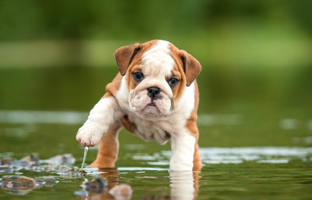 Anglický buldok - štěně stojí ve vodě