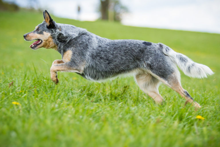 Australský honácký pes běží na trávníku