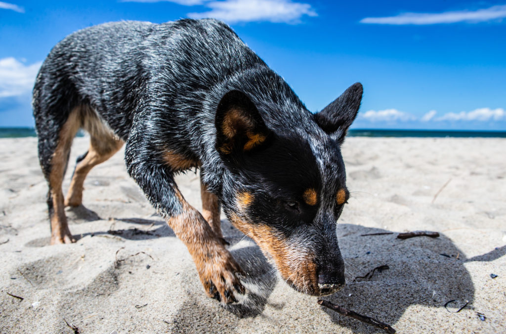 Australský honácký pes na pláži