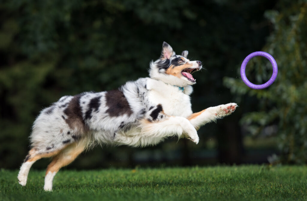 Australský ovčák - agility