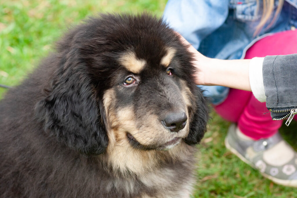 Tibetská doga - portrét