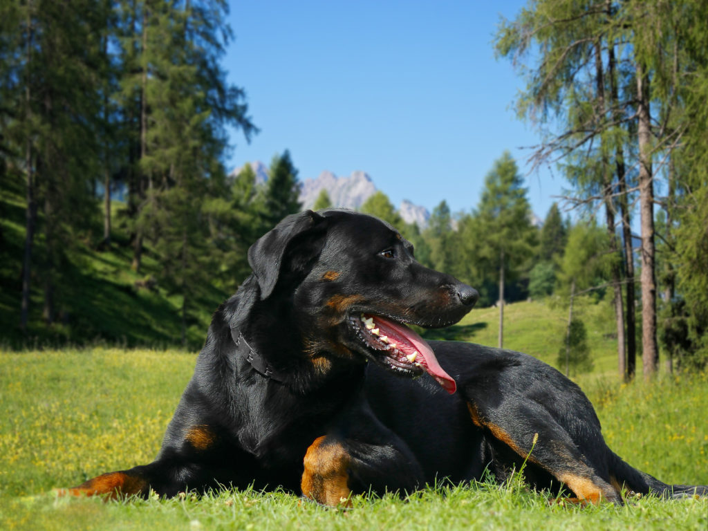 Beauceron na louce