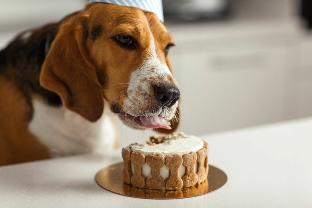 Bígl si vychutnává psí dort