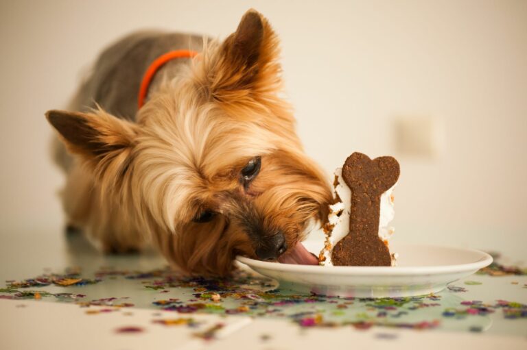 Jorkšír s koláčem pro psy