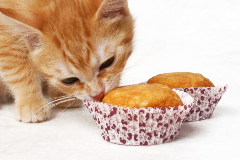 Koláče pro kočky ve formě muffinů