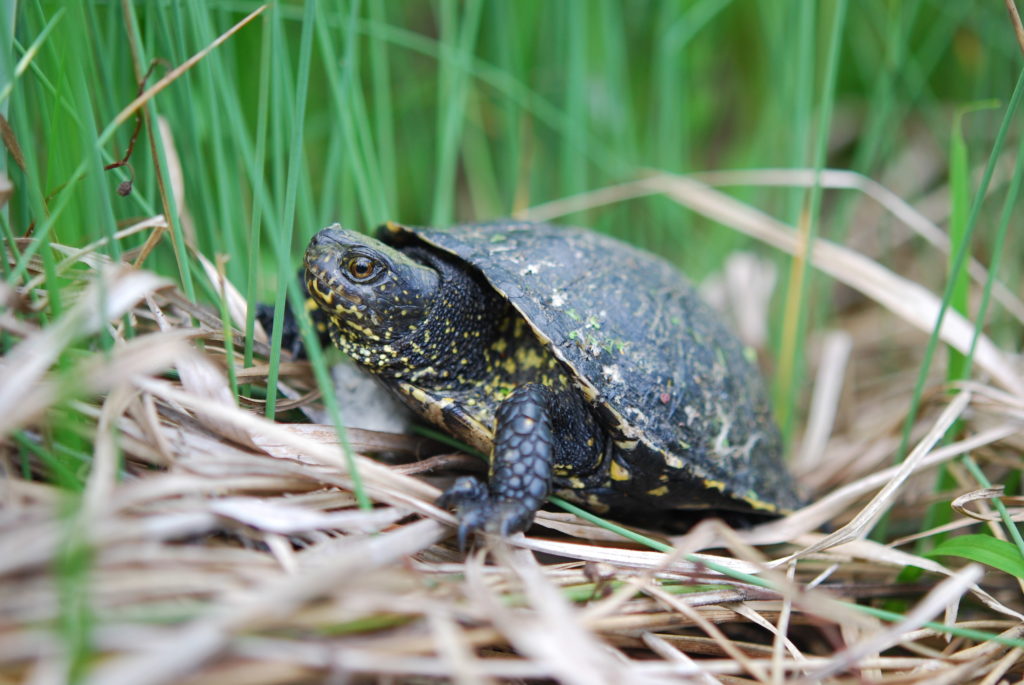 Želva bahenní (Emys orbicularis)