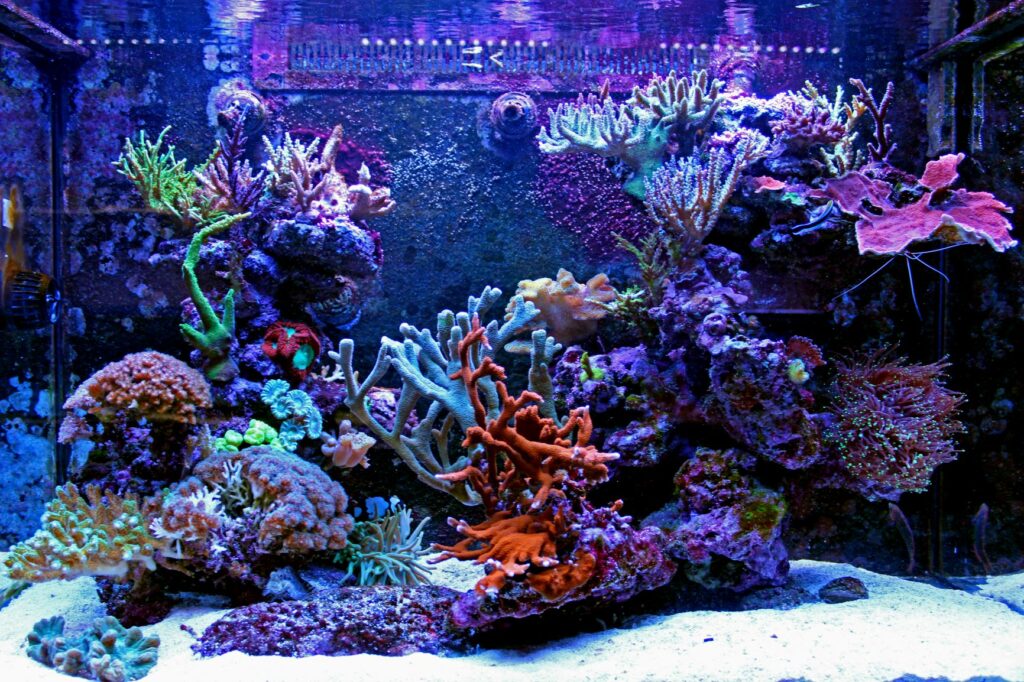 Mořské akvárium s koráli