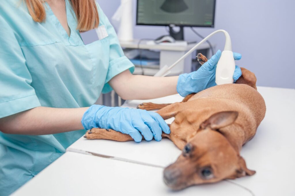 Nádor mléčné žlázy u psů - vyšetření u veterináře