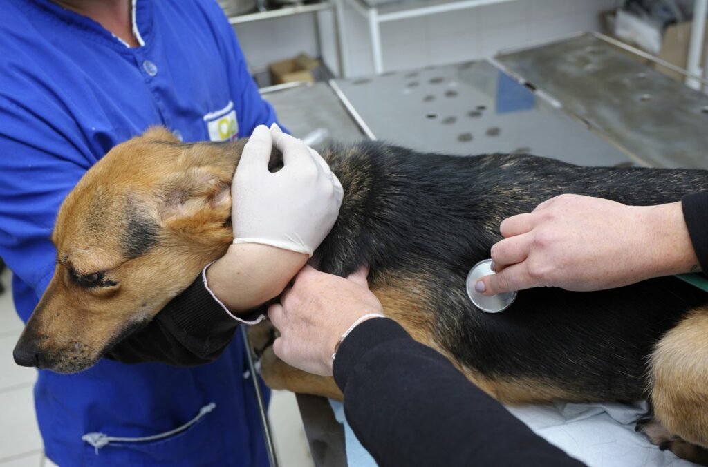 Nalezený pes u veterináře