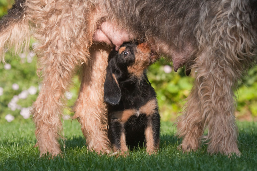 Otterhound - matka kojí štěně