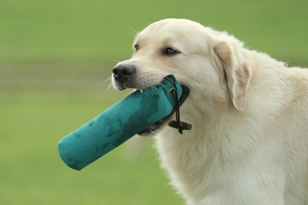 Pes s hračkou