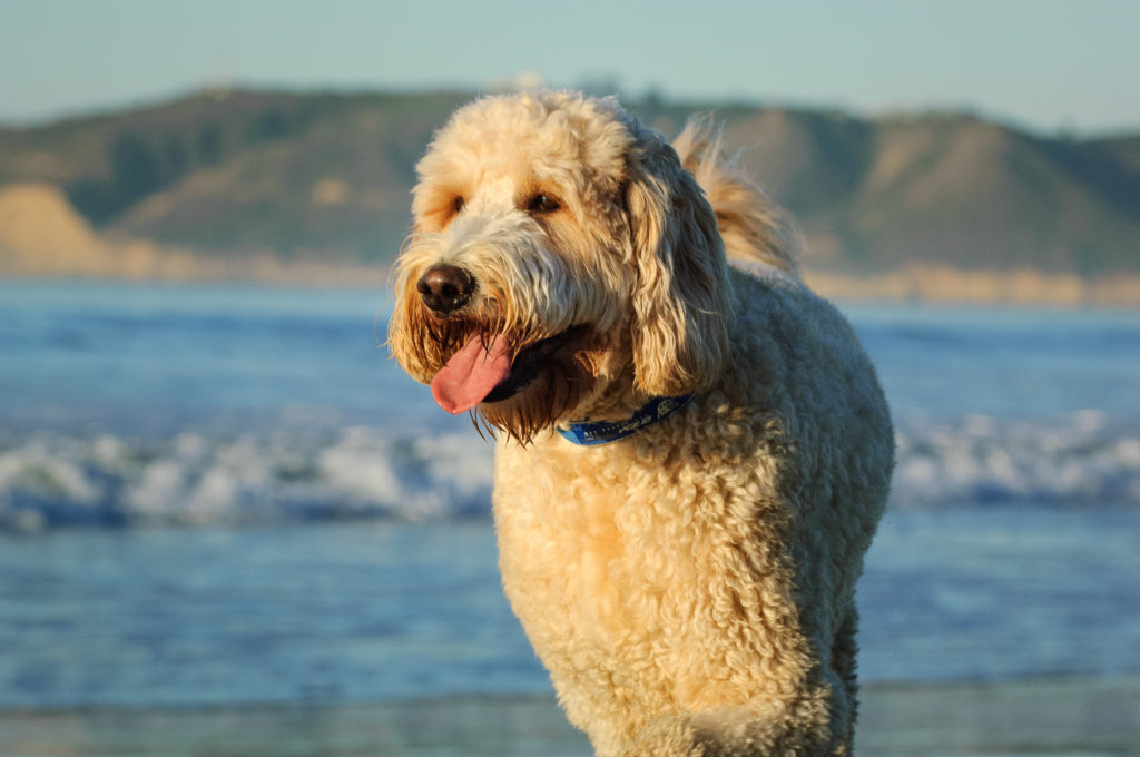 Goldendoodle u moře