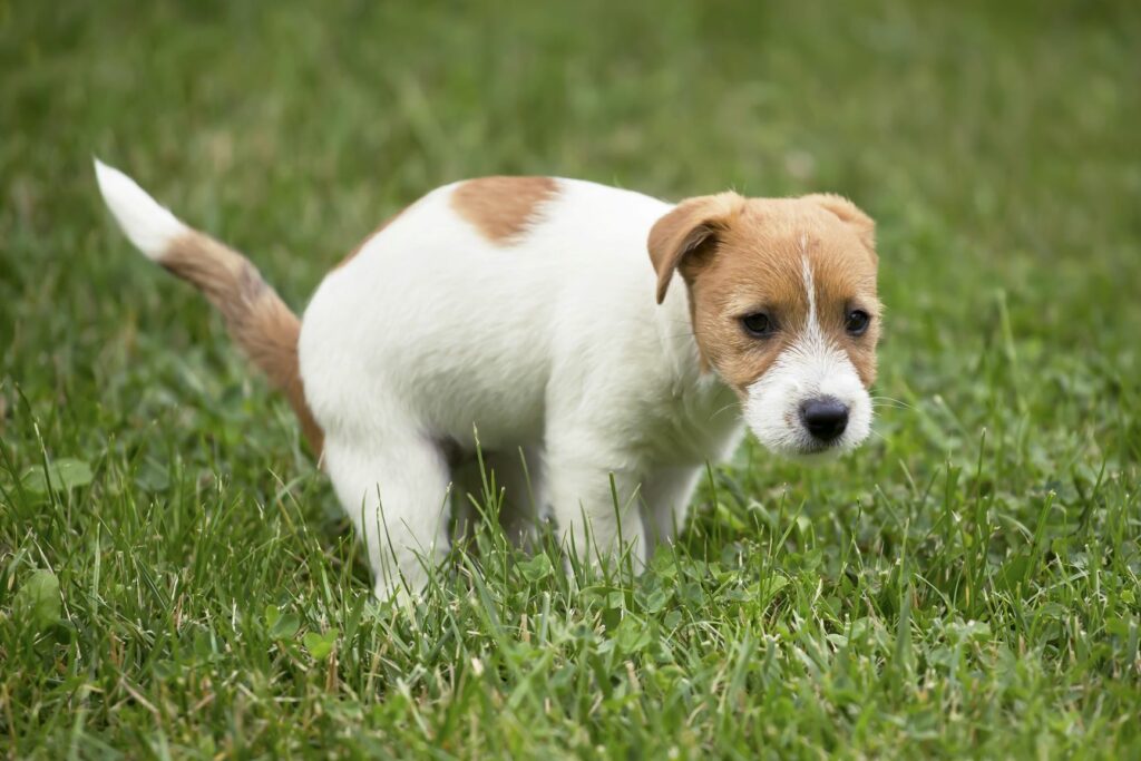 Jack Russel štěně na trávníku