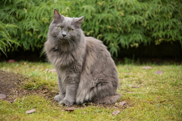 Nebelung na trávníku