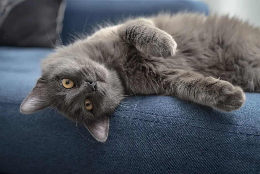Nebelung si rád hraje