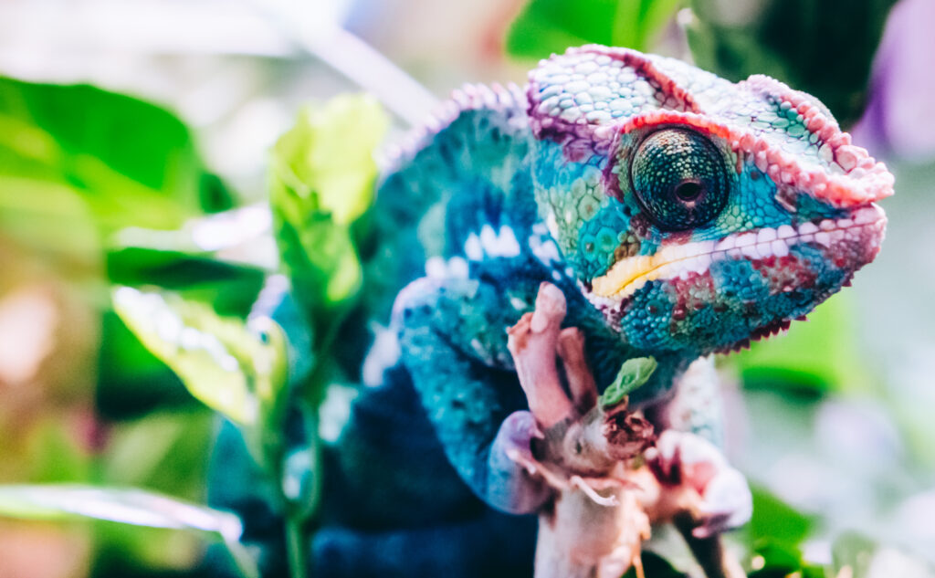 Furcifer chameleon