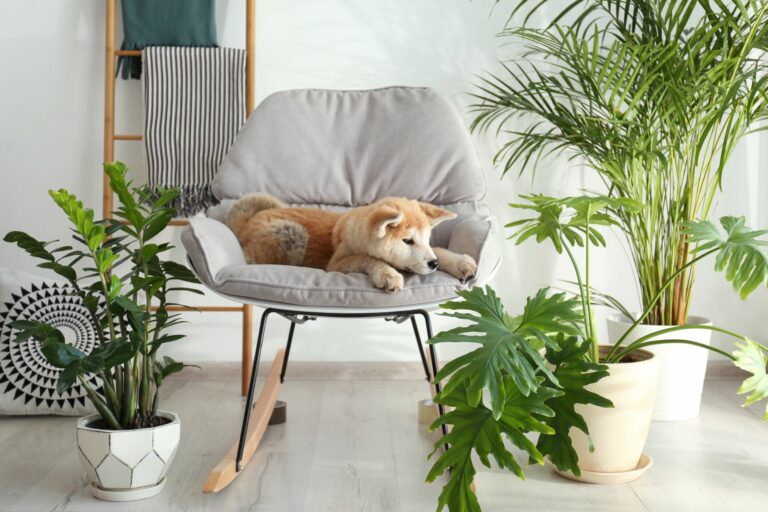 Pes s rostlinami